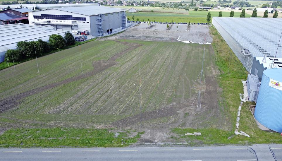 Auf diesem Grundstück soll die Biogasanlage des Gemüsebaubetriebes Grob entstehen. Die Bauvisiere sind gesetzt. Bild: Thomas Martens