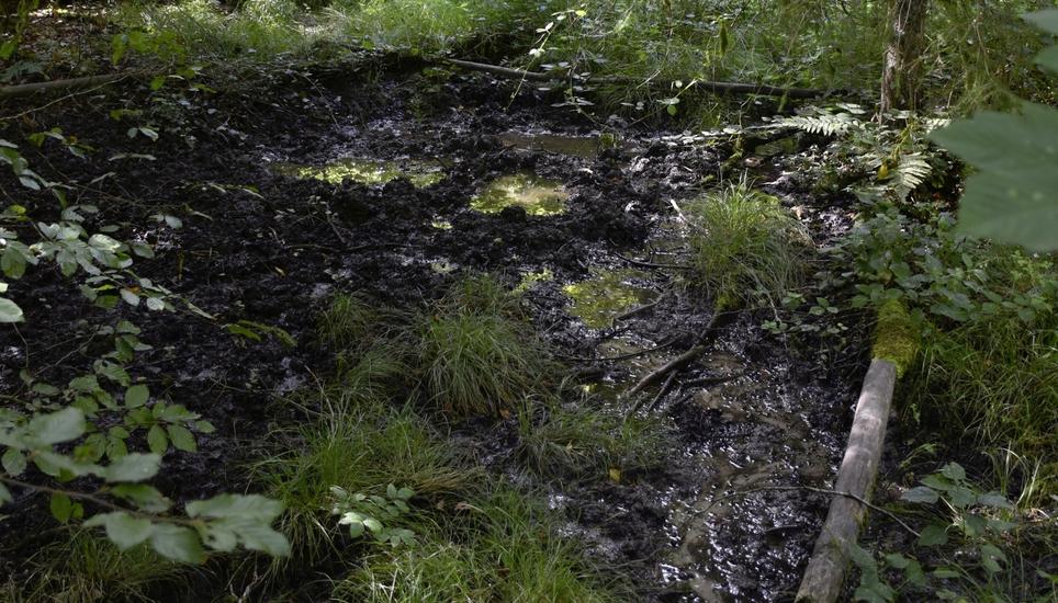 Der Landbach entspringt an der an der Landesgrenze in einem Waldgebiet unterhalb des Rafzer Steins und gleicht in der Regel eher einem Rinnsal als einem Bach. Bild: Thomas Güntert