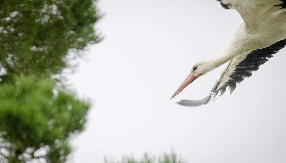 Ob sich die Störche auch im nächsten Jahr in Ramsen niederlassen, bleibt abzuwarten. Bilder: Jeannette Vogel