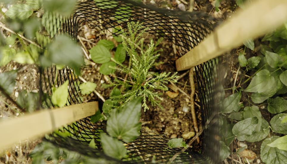 In Dachsen entsteht ein Zukunftswald. Bereits 30 neue Bäume wurden gesetzt, darunter auch Mammutbäume, die bis zu 80 Meter hoch werden. Bilder: Roberta Fele In Dachsen ist ein Zukunftswald geplant, es werden testweise andere Baumarten gepflanz die der Hitze und Schaedlingen mehr trotzden, fotografiert am Donnerstag 12. September 2024, in Schaffhausen. (Roberta Fele / Schaffhauser Nachrichten)