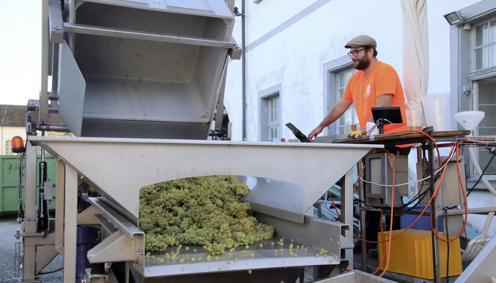 In der Staatskellerei Zürich in Rheinau hat Kellermeister Jan Amman bislang vorwiegend Riesling-Sylvaner-Trauben angenommen. Bild: Roland Müller
