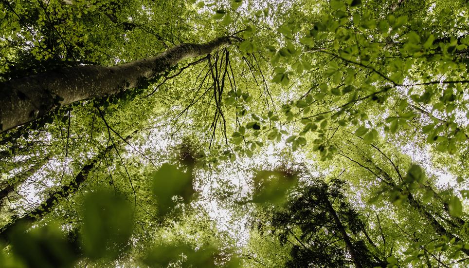 In Dachsen ist ein Zukunftswald geplant, es werden testweise andere Baumarten gepflanz die der Hitze und Schaedlingen mehr trotzden, fotografiert am Donnerstag 12. September 2024, in Schaffhausen. (Roberta Fele / Schaffhauser Nachrichten)
