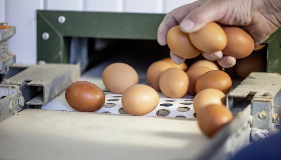 Kurz vor Ostern ist die Nachfrage im Jahr am höchsten. Bild: Keystone