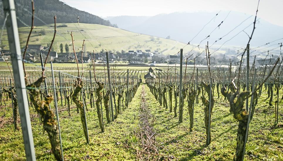 Leben und Genuss, zu Besuch bei Weinproduzent Markus Hedinger in Wilchingen, am Freitag, 21. Februar 2025. (Melanie Duchene / Schaffhauser Nachrichten)