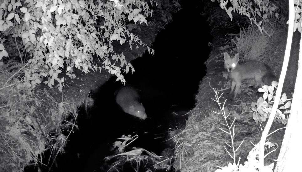 Wo sich Biber und Fuchs einen guten frühen Morgen wünschen: Videoaufnahme vom Jesbach von Anfang Juni 2025. Screenshot: ZVG/Gde. Benken