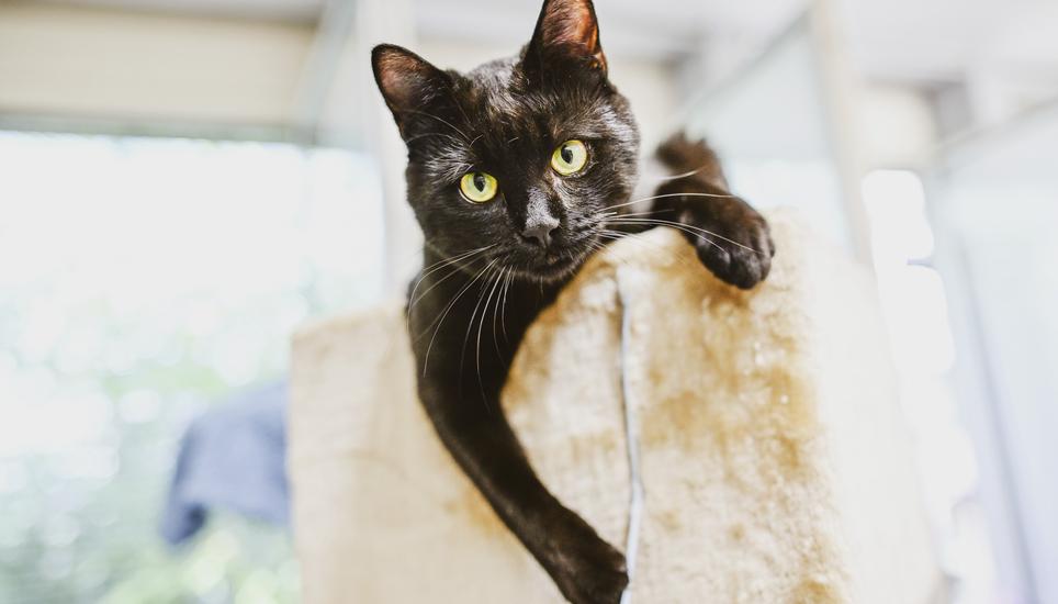 Katzen sollten am Tag des Feuerwerks besser nicht ins Freie gelassen werden. Bild: Melanie Duchene SN Redaktor Kay Fehr hilft einen Tag lang im Katzenhaus in Neuhausen aus , am Dienstag, 23 Juli 2024. (Melanie Duchene / Schaffhauser Nachrichten)