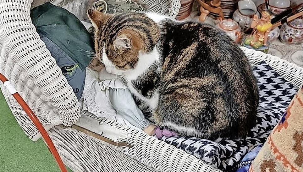 Der Steiner Rhy-Brocki-Kater an seinem Lieblingsschlafplatz, einem alten Puppenwagen. Bild: zVg
