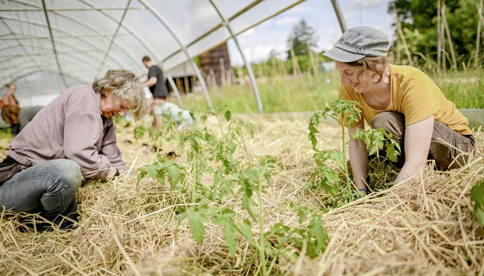 Nora Winzeler, Mitgründerin der Kooperative und Gärtnerin Julia Kehl beim Setzen von Tomatenpflanzen im Frühling. Bild: Melanie Duchene Zu Besuch auf dem Bauernhof Chlaffental wo Bioloca Gemï¿ï¾¼se anpflanzt und eine Gemï¿ï¾¼sekoorparation macht, am Samstag, 24. Mai 2025. (Melanie Duchene / Schaffhauser Nachr