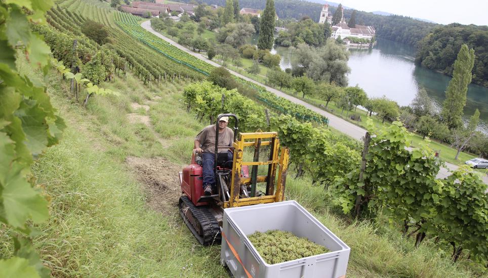 Viele tüchtige Hände besorgen die Lese der Solaristrauben auf den Terrassen am Rheinauer «Chorb». Bild: Roland Müller