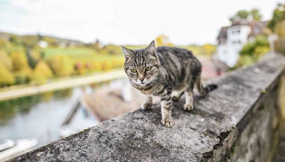 In Ossingen tötete eine Mischlingshündin Anfang April 2024 zwei frei laufende Katzen. Symbolbild: Melanie Duchene Themenbild Gemeinde Diessenhofen, eine Katze auf der Mauer hinter der Gemeindeverwaltung, am Montag, 14. Oktober 2024. (Melanie Duchene / Schaffhauser Nachrichten)