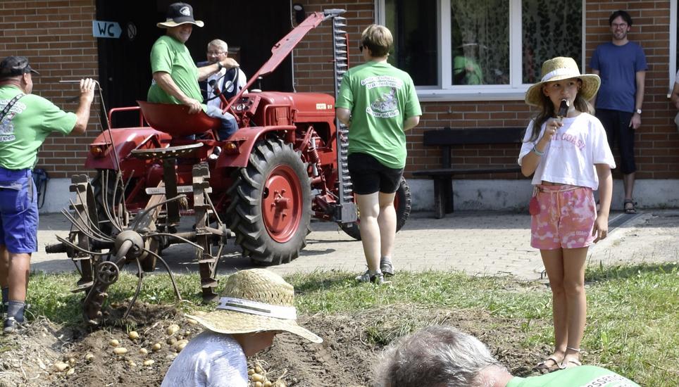 Der Traktor mit der historischen Kartoffel-Ernte-Schleuder von 1910, gesteuert von Otto Schwarzer, brachte prächtige Kartoffeln hervor. Die Kinder jubelten und sammelten sie voller Begeisterung ein. Bilder: Margrith Pfister-Kübler