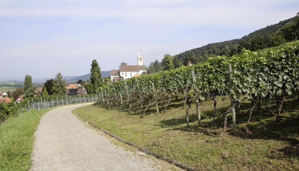 Auf dem Oberlandenrebweg in Unterstammheim, mit prächtiger Aussicht auf das Stammertal und die Kirche, werden die fünf Rebbaubetriebe und Weinmacher ihre Weine aus örtlichen Reblagen vorstellen. Bilder: Roland Müller