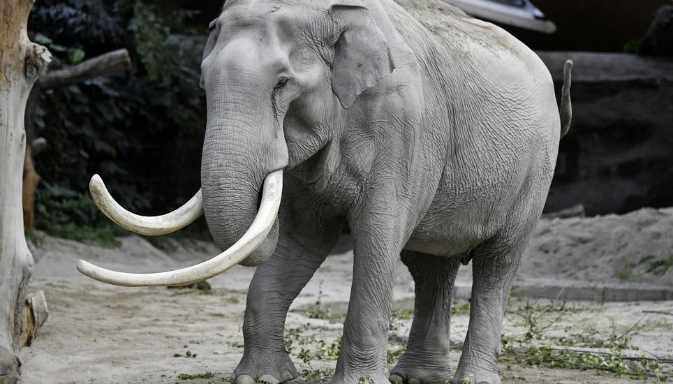 Die grauen Riesen gelten als ziemlich intelligente Tiere. Mit diesem Tier kann man keine Spiele spielen. Bild: Key