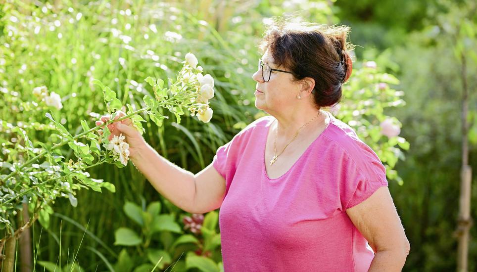 Annemarie Muriset in ihrem Rosenparadies: Die Vereinspräsidentin lässt sich vom Duft der Rose «Artemis» inspirieren. Bild: Melanie Duchene Zu Besuch im Rosengarten von Annemarie Muriset, Prï¿ï¾¤sidentin des Rosenverein Schaffhausen, am Dienstag, 19 August 2025. (Melanie Duchene / Schaffhauser Nachricht