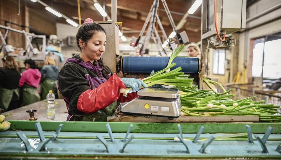 Bianca Lazar ist eine von 45 Erntearbeiterinnen auf dem Gemüsehof Höneisen in Benken. Bild: Melanie Duchene Reportage ï¿ï¾¼ber Gastarbeiter und Saisonarbeiter aus Rumï¿ï¾¤nien auf dem Gemï¿ï¾¼sebau Hï¿ï¾¶neisen, Bild zeigt Bianca Lazar, am Montag, 14 Juli 2025. (Melanie Duchene / Schaffhaus