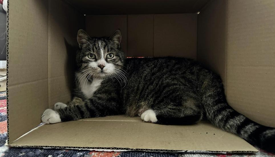 Der Verlust von Kater Gianni hinterlässt ein grosses Loch bei Familie Kübler. Bild: zVg