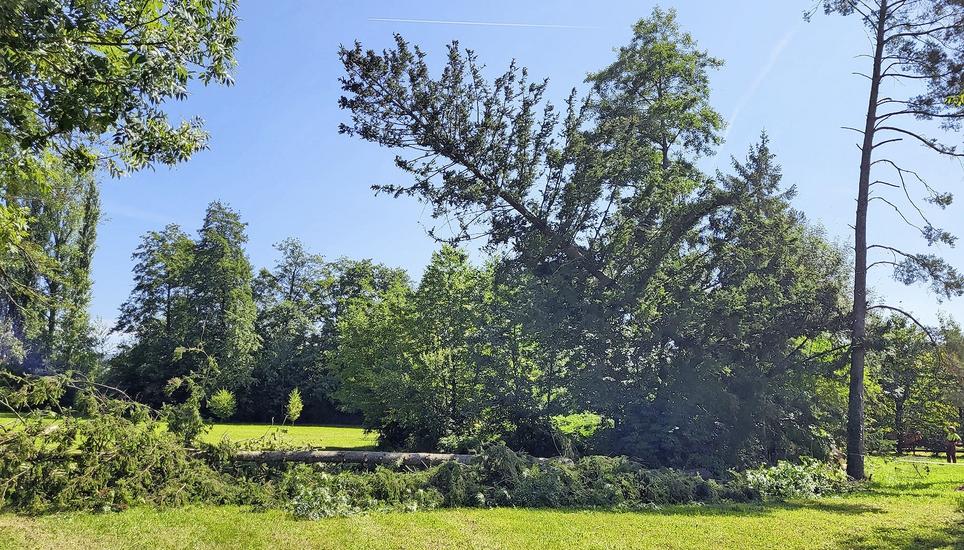 Bei der Insel Werd in Eschenz wurden auch vier gesunde Fichten gefällt. Bilder: Thomas Winzeler/zVg