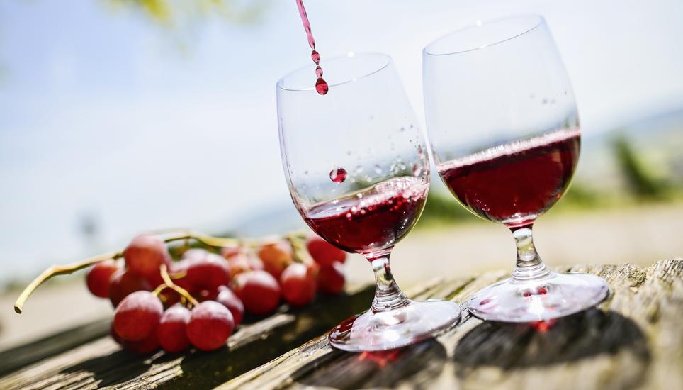 Themenbild Wein in den Rebbergen in Hallau fï¿ï¾¼r die Beilage Wein und Genuss, am Donnerstag, 14 August 2025. (Melanie Duchene / Schaffhauser Nachricht