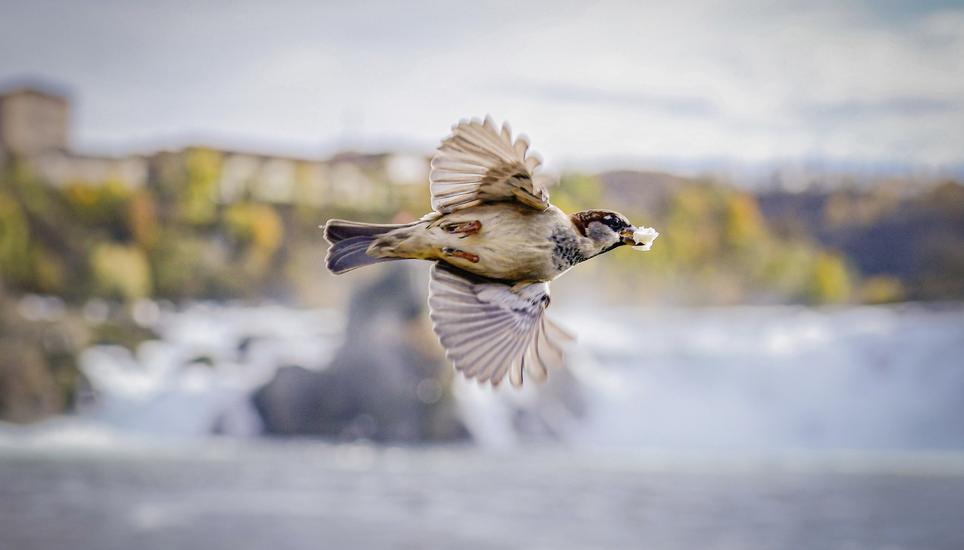 Der fliegende Spatz, der sich gerade einen Brotkrümel geschnappt hat, ist Melanie Duchenes Lieblingsfoto. Bild: Melanie Duchene Themenbild vom Rheinfall, nur wenige Touristen kommen unter der Woche im November noch zu einem Besuch an den Rheinfall, Bild zeigt Spatzen am Rheinfall, am Donnerstag, 17. November, 2022. (Melanie Duchene / Schaffhauser Nachrichten)