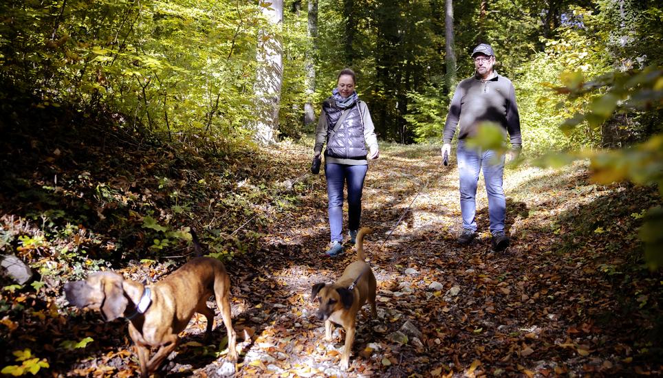 Romana Wirth und ihr Partner Christian suchen mit ihren Hunden nach Trï¿ï¾¼ffel, Raomana bildes Trï¿ï¾¼ffelhunde aus, fotografiert am Mittwoch, 15. Oktober 2025, in Siblingen. (Roberta Fele / Schaffhauser Nachr