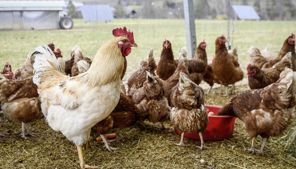 Zu Besuch bei Gefluegelzuechter Anno Lutke Schipholt auf dem Randenhof, Hof am Stei, in Siblingen. Wegen den Schutzvorschriften betreff Vogelgrippe duerfen die Huehner zur Zeit nicht nach draussen, am Montag, 08. Februar, 2021. (Melanie Duchene / Schaffha