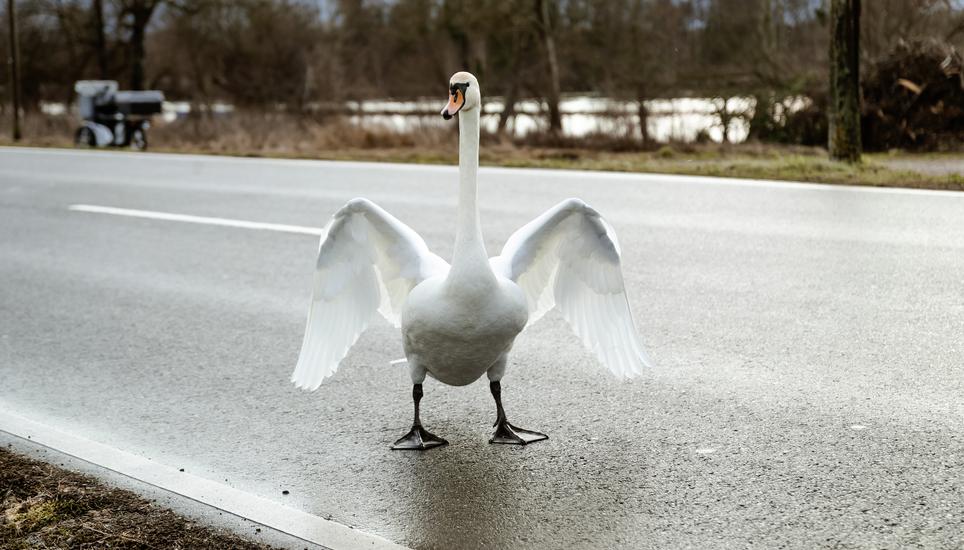 29 Schwaene wandern fast taeglich ueber die Schnellstrasse in Buesingen, Eva Kuendig hilft ihnen dabei sicher auf dem Feld anzukommen, dort fressen sie sich voll und gehen abends wieder in den Rhein, fotografiert am Freitag 26. Januar 2024, in Buesingen. 