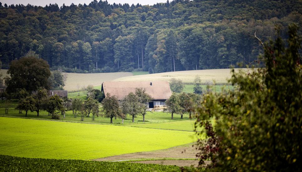 Oberwald und Unterwald, zwei gehï¿ï¾¶fte an der deutschen Grenze, fotografiert am Dienstag, 30. September 2025, in Hemmenthal. (Roberta Fele / Schaffhauser Nachricht