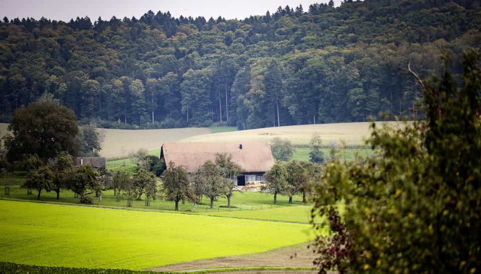 Oberwald und Unterwald, zwei gehï¿ï¾¶fte an der deutschen Grenze, fotografiert am Dienstag, 30. September 2025, in Hemmenthal. (Roberta Fele / Schaffhauser Nachricht