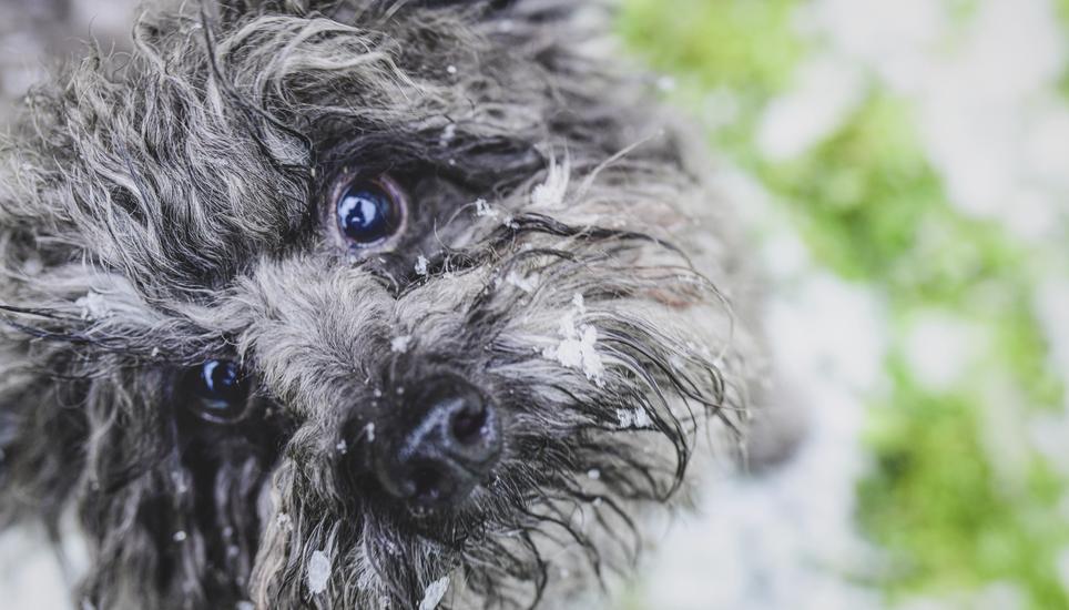 Dicke Schneeflocken fallen vom Himmel, Pepito der kleine Hund freuts sehr, er rennt und spielt im Kreuzgang, die Flocken bleiben schon in seinem flauschigen Fell haengen, frieren wird er kaum, am Dienstag, 17. Januar 2023. (Melanie Duchene / Schaffhauser 