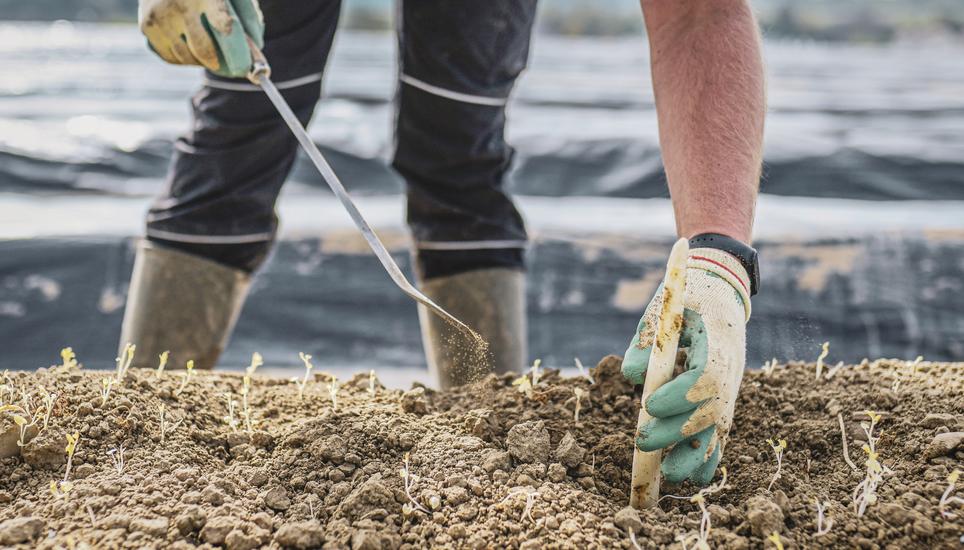 Themenbild zur Spargelernte auf dem Flaacher Spargelhof, Gastarbeiter aus verschiedenen Laendern ernten und verarbeiten die Spargeln, am Freitag, 29. April, 2022. (Melanie Duchene / Schaffhauser Nachrichten)