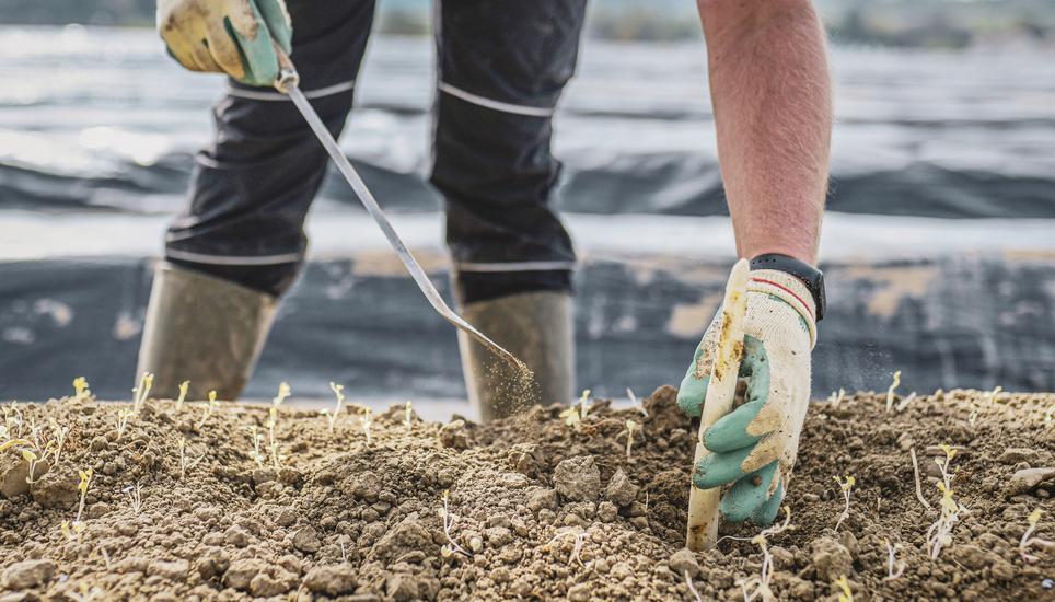 Themenbild zur Spargelernte auf dem Flaacher Spargelhof, Gastarbeiter aus verschiedenen Laendern ernten und verarbeiten die Spargeln, am Freitag, 29. April, 2022. (Melanie Duchene / Schaffhauser Nachrichten)