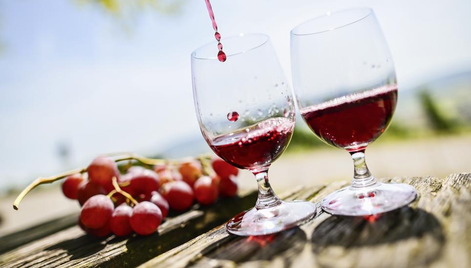 Themenbild Wein in den Rebbergen in Hallau fï¿ï¾¼r die Beilage Wein und Genuss, am Donnerstag, 14 August 2025. (Melanie Duchene / Schaffhauser Nachricht