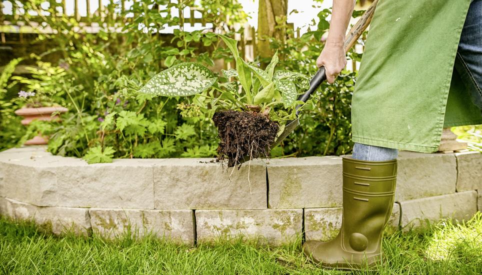 Gartenarbeit bei Frauen, spezielle Gartenwerkzeuge sollen Frauen die Gartenarbeit angenehmer machen, am Freitag, 23. Mai 2025. (Melanie Duchene / Schaffhauser Nachrichten)