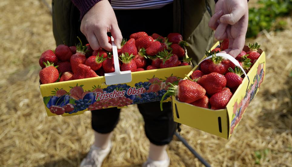 Auf dem Mï¿ï¾¼hlebachhof in Dachsen kann man Erdbeeren selber pflï¿ï¾¼cken - Inhaberin Salome Fï¿ï¾¼rst zeigt, wies geht. Fotografiert am Mittwoch, 20. Mai 2026 in Dachsen. (ENYA DALLE FESTE / SCHAFFHAUSER N