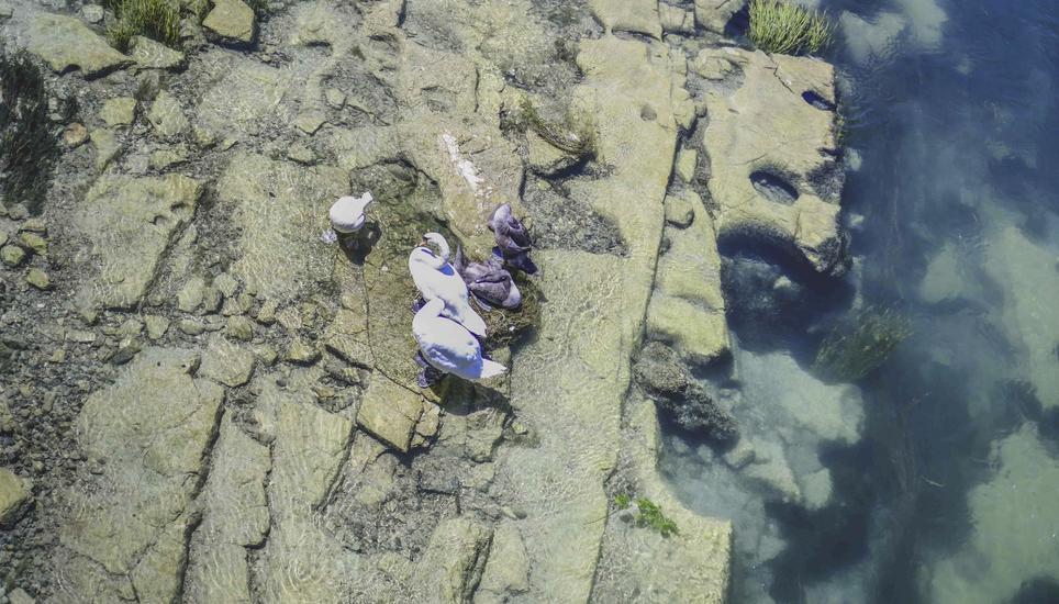 Seegras und sehr wenig Wasser im Rhein oberhalb von Flurnlingen, durch die anhaltende Hitze ist der Wasserstand im Rhein sehr niedrig, Seegras ist gut sichtbar, am Montag, 18. Juli, 2022. (Melanie Duchene / Schaffhauser Nachrichten)