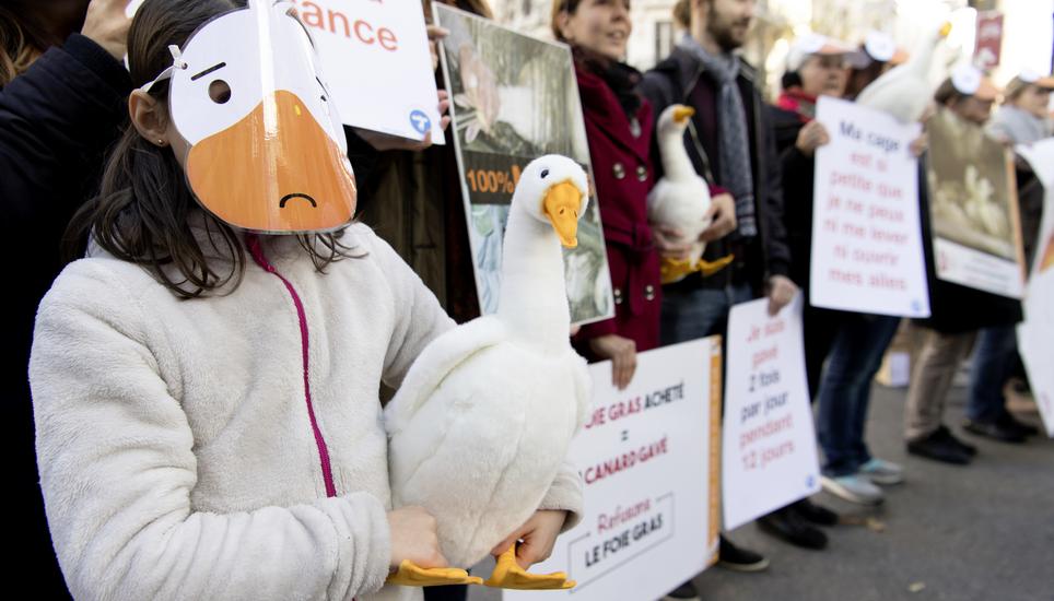 Des activistes manifestent contre le gavage des canards et des oies et la vente de foie gras ce samedi 24 novembre 2018 devant une Migros au centre-ville de Lausanne. A l'occasion des 40 ans de l'interdiction du gavage en Suisse, les associations PEA - Po