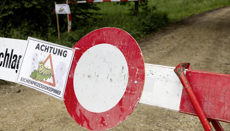 Befall des Eichenprozessionsspinners, Mittwoch, 10.06.2026, Gï¿ï¾¤chlingen (Roger Hofstetter/Schaffhauser Nachricht