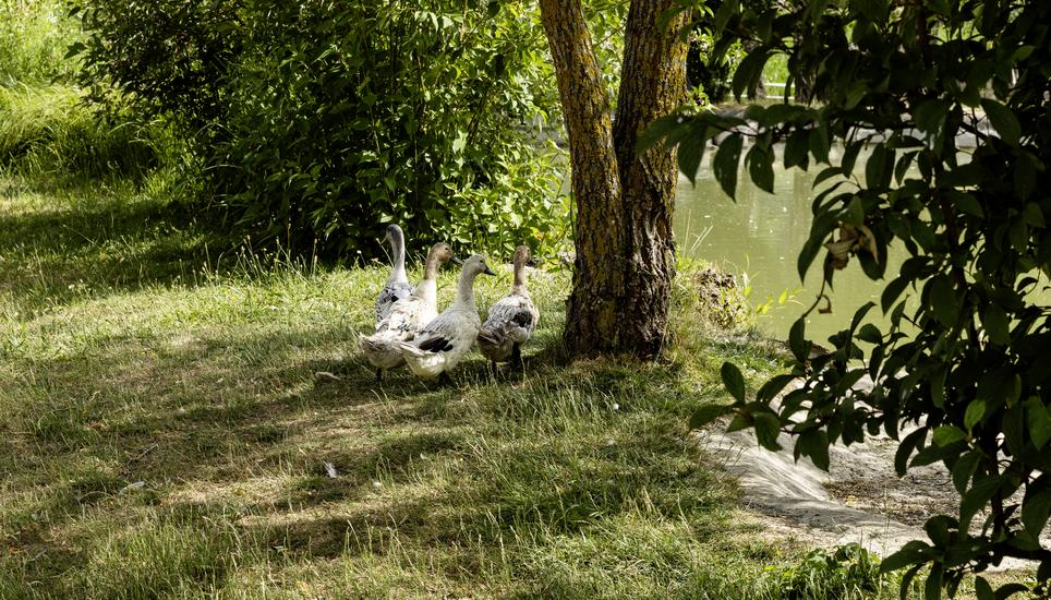 Aus dem Teich neben der Badi Beringen ist eine Ente verschwunden. Ausserdem lagen viele Steine verteilt auf der Wiese., Mittwoch, 08.07.2026, Beringen (Roger Hofstetter/Schaffhauser Nachrichten)