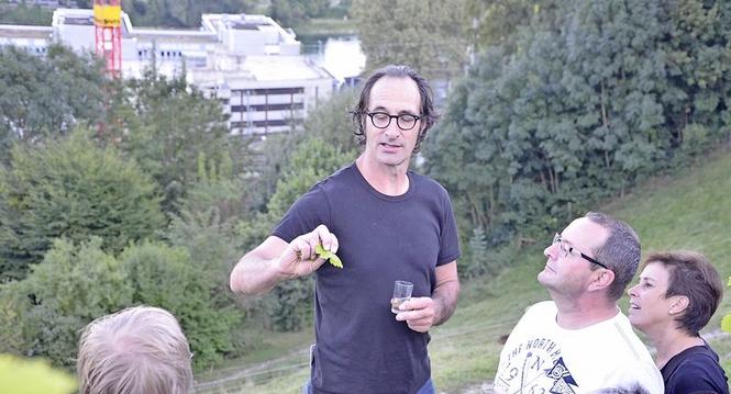 Weinberg, Regen, Rebbau