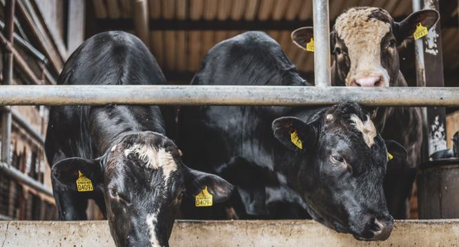 Biogas Hoftankstelle Eroeffnungsevent auf dem Landwirtschaftsbetrieb Mueller , Mueller Energie GmbH, Bild zeigt Kuehe und Kaelber auf dem Hof von Andrea Mueller, am Dienstag, 28. Juni, 2022. (Melanie Duchene / Schaffhauser Nachrichten)