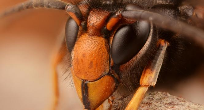Vespa velutina male

Schneider Kreuznach Componon 28 mm f/4 at f/4 reversed on extension tubes
Focus stack of 126 pictures


Focus stack of 126 pictures assembled by 12 slabs of 12 pictures with 1 overlapping picture(s) (last slab : 5 pictures)
Pictures m