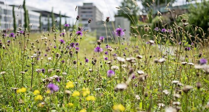 Wildblumen wachsen auf einer Flaeche vor der Offenen Rennbahn, fotografiert am Sonntag, 16. Juni 2024 in Zuerich Oerlikon. (KEYSTONE/Christian Beutler)