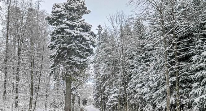 Der erste Schnee in diesem Winter ist gefallen, Schaffhausen prÃ¤sentiert sich in Weiss, die meistens freuts, Impressionen aus dem Klettgau, Siblinger Randen mit der Langlauf Loipe, am Freitag, 22. November 2024. (Melanie Duchene / Schaffhauser Nachrich