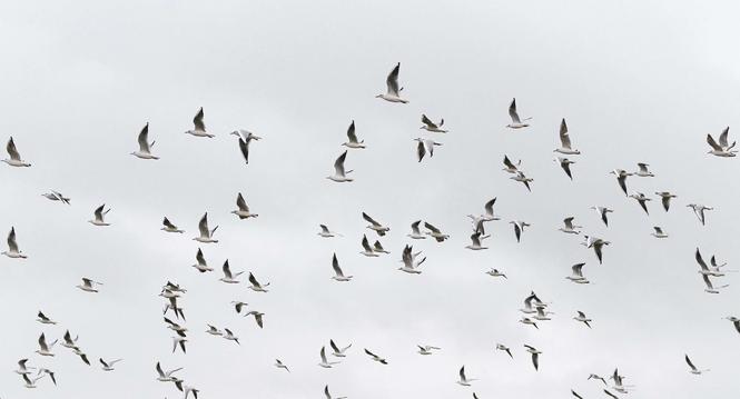 Jede Menge MÃ¶wen auf einem Acker fliegen im Schwarm Ã¼ber Stein am Rhein, am Mittwoch, 23. Oktober 2024. (Melanie Duchene / Schaffhauser Nachrichten)