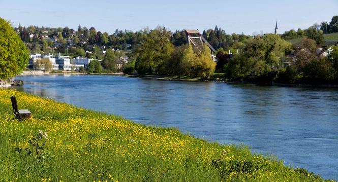 Blumen im FrÃ¼hling am Rhein, Dienstag, 21.04.2026, Neuhausen am Rheinfall (Roger Hofstetter/Schaffhauser Nachrichten)