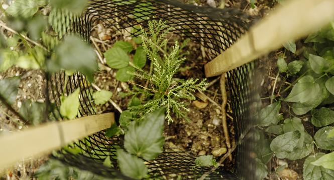In Dachsen ist ein Zukunftswald geplant, es werden testweise andere Baumarten gepflanz die der Hitze und Schaedlingen mehr trotzden, fotografiert am Donnerstag 12. September 2024, in Schaffhausen. (Roberta Fele / Schaffhauser Nachrichten)