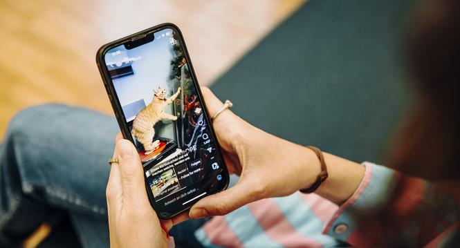 Katzenvideos auf Instagram, fotografiert am Montag, 09. Dezember 2024, in Schaffhausen. (Roberta Fele / Schaffhauser Nachrichten)