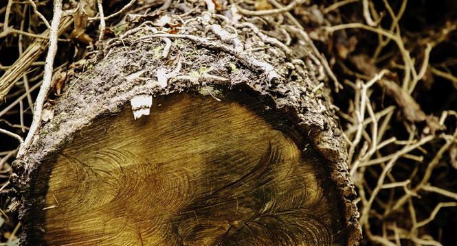 In Dachsen ist ein Zukunftswald geplant, es werden testweise andere Baumarten gepflanz die der Hitze und Schaedlingen mehr trotzden, fotografiert am Donnerstag 12. September 2024, in Schaffhausen. (Roberta Fele / Schaffhauser Nachrichten)