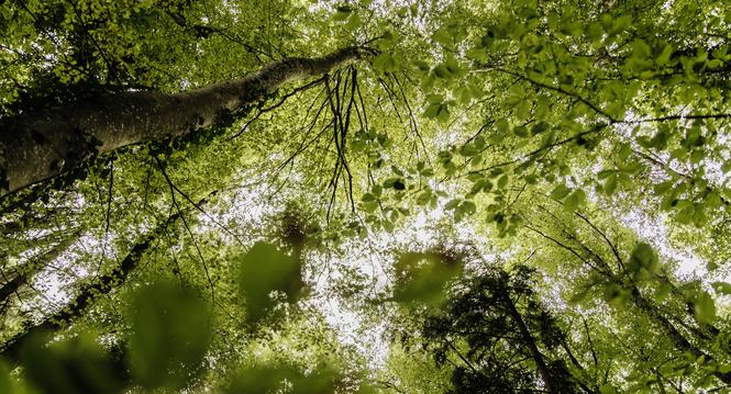 In Dachsen ist ein Zukunftswald geplant, es werden testweise andere Baumarten gepflanz die der Hitze und Schaedlingen mehr trotzden, fotografiert am Donnerstag 12. September 2024, in Schaffhausen. (Roberta Fele / Schaffhauser Nachrichten)