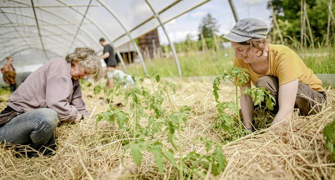 Zu Besuch auf dem Bauernhof Chlaffental wo Bioloca Gemï¿ï¾¼se anpflanzt und eine Gemï¿ï¾¼sekoorparation macht, am Samstag, 24. Mai 2025. (Melanie Duchene / Schaffhauser Nachr